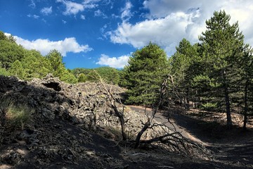 Fototapeta na wymiar Volcanic Landscape, Dead Shrubs And Pinewood In Etna Park, Sicily