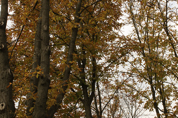 Dry autumn leaves on trees