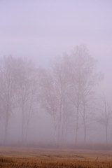 Obraz na płótnie Canvas Trees on field in fog. Foggy morning. Fall season.