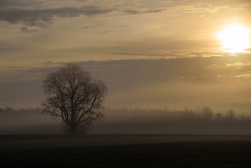 Obraz na płótnie Canvas Foggy morning. Fall season.