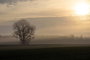 Obraz na płótnie Canvas Foggy morning. Fall season.