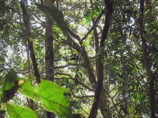 Ring-tailed lemur sitting on between tree branches at rainforest in Madagascar