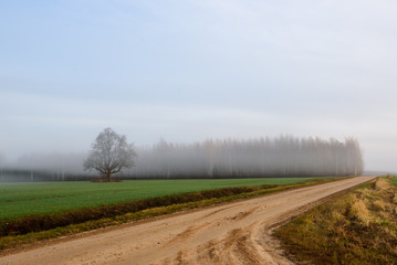 Fototapeta na wymiar Fog above countryside road. Foggy morning. Fall season.