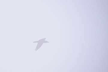 Silhouette of Common raven (Corvus corax)Foggy morning. Fall season.