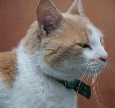 Cat&rsquo;s