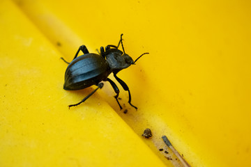 Beetle on leaf