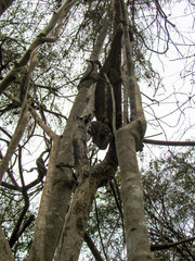 Green natural habitat at Tsiribihina river in Madagascar