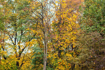 Autumn forest in different colors. Yellow, green, red leaves of trees.