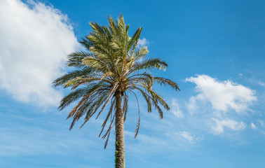 palm tree against blue sky with clouds