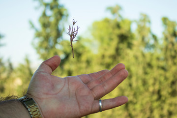 Hands holding a tree
