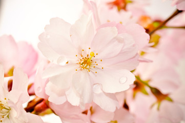 pink flowers on a white background