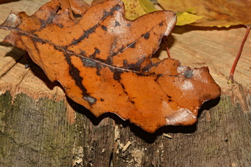 yellow leaf on tree bark