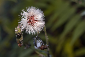 Close up, one dandelion flower with white seeds
