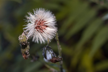 Close up, one dandelion flower with white seeds