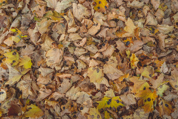 The texture of the fallen yellow leaves.