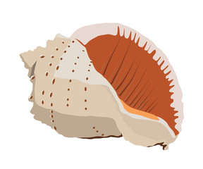 ocean shell realistic vector illustration isolated
