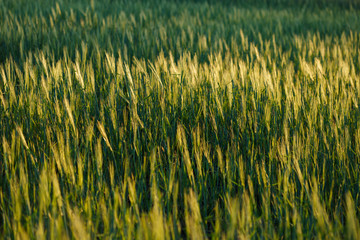 Field of fresh green wheat