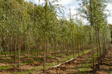 Salix alba Tristis, Blick in eine Baumschule