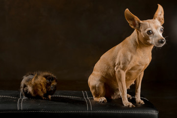 Little brown dog with a curly hair guinea pig