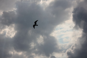  Bird is flying against a beautiful dramatic sky. seagull in flight before the thunderstorm