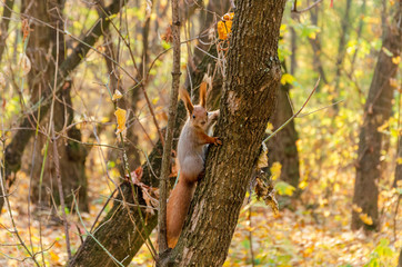 Curious squirrel in the Autumn park