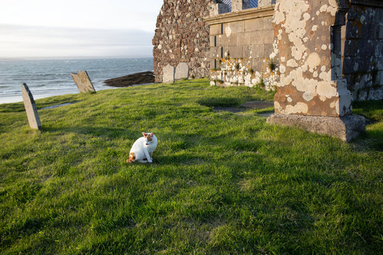 Cat At St Columba Kirk