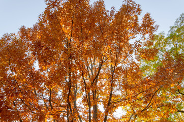 Beautiful, sunny autumn in the park.