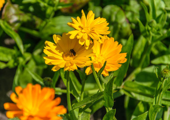 Orange marigold flower with a sitting bee on a bright sunny day