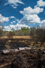 Consequences of a forest fire in a spring forest nature danger