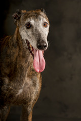 Nice portrait of a large brindle greyhound