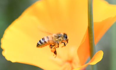 bee on california poppy