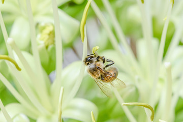 bee on foxtail agave bloom