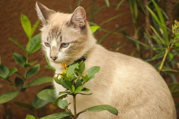  the daily life of a cat, drinking water from the pool, sometimes resting under the favorite...
