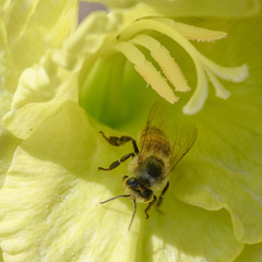 bee on yellow gladiolus
