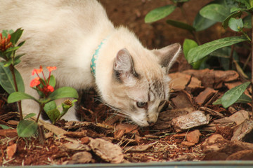  the daily life of a cat, drinking water from the pool, sometimes resting under the favorite...