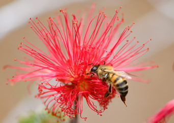 bee on bottlebrush
