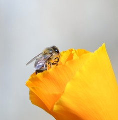 bee on California poppy