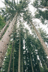 Fototapeta premium trees in the forest