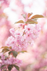 Beautiful pink flowering sakura tree