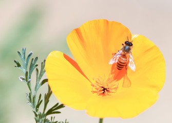 bee on California poppy