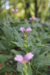 Chelupia obliqua - Schlangenkopf - Blume