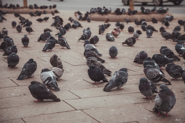 Naklejka premium Pigeons in a city. concept of dirty hungry birds in the town