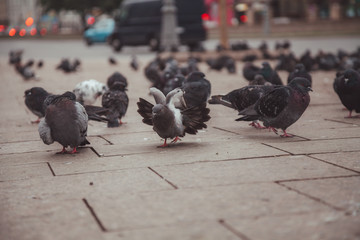 Obraz premium Pigeons in a city. concept of dirty hungry birds in the town