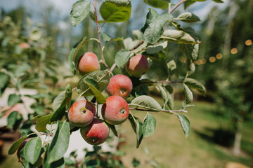 trees garden ripe fruits harvest season summer