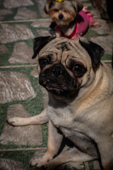 pug on a white background