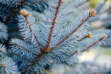Naklejka na ściany i meble Branches of blue spruce is covered with frost. Beautiful christmas background