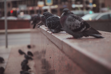 Pigeons in a city. concept of dirty hungry birds in the town