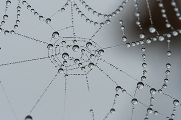 Spider web in morning fog