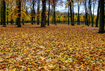 Coloured maple leaves in the fall. well convey the mood of autumn Close up orange leaves on ground with forest on background. HDR