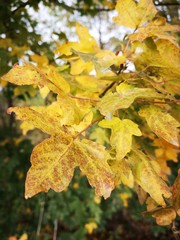 maple leaves in autumn
